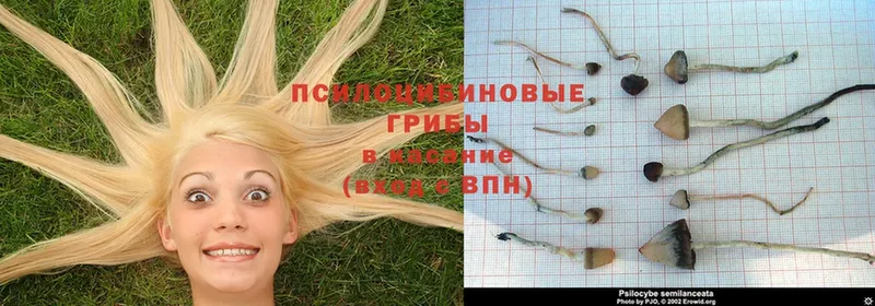 Галлюциногенные грибы Psilocybe  Алексин 